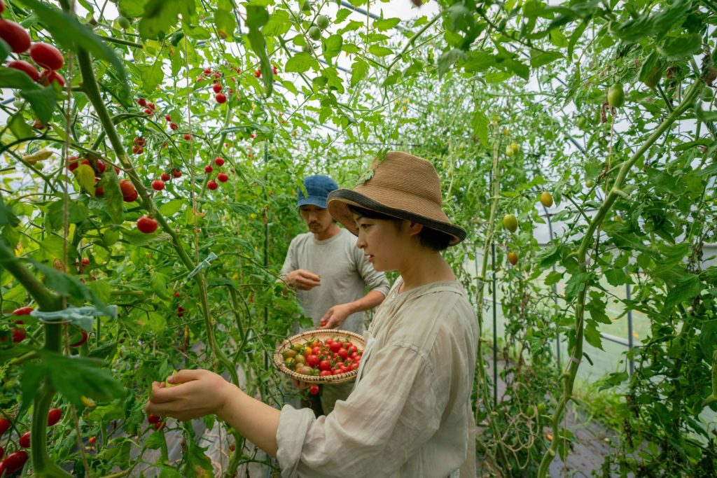 北海道蘭越町無農薬有機肥料トマト