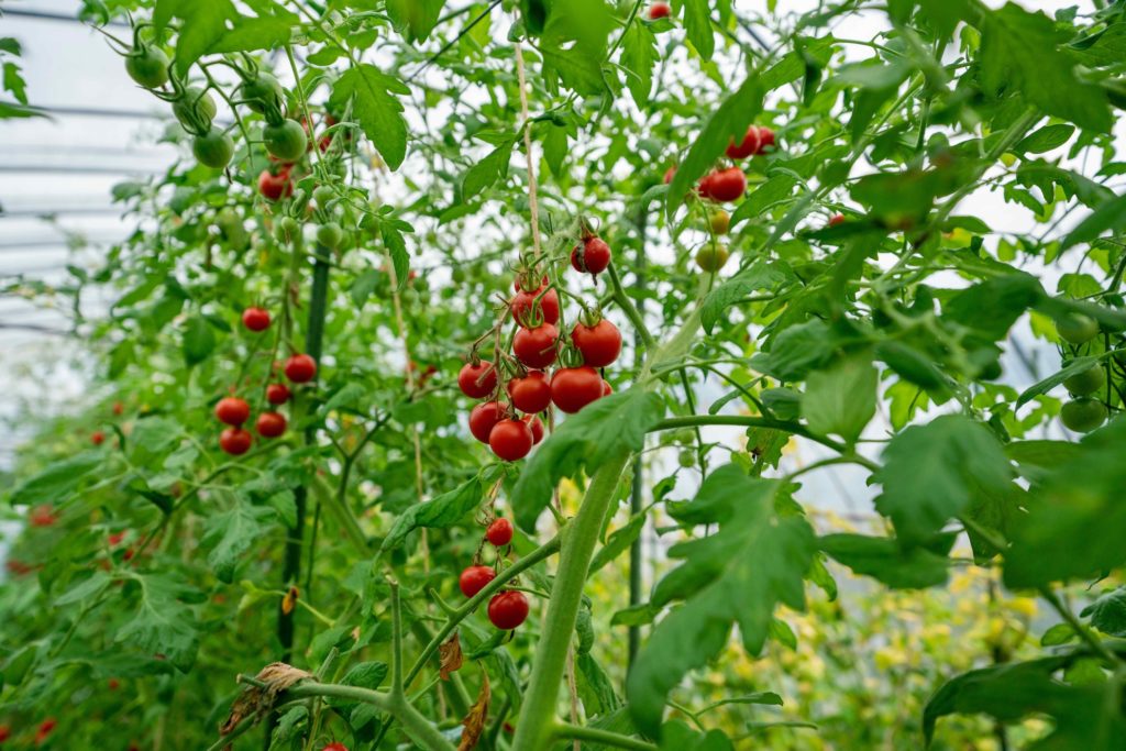 北海道蘭越町無農薬有機肥料トマトほれまる