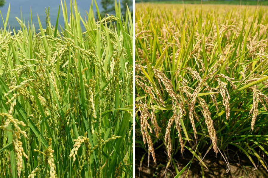 北海道蘭越町特別栽培米