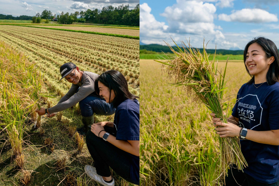 北海道蘭越町特別栽培米新米収穫